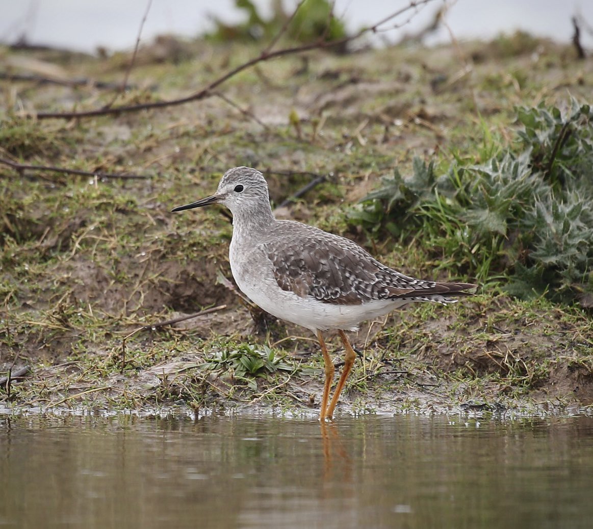 This Lesser Yellowlegs became the 33rd species of wader I’ve seen at this superb reserve. ⭐️⭐️⭐️⭐️⭐️ Photo by @DaveHobbyHutton #peakybirders #thetogandthetwitchers