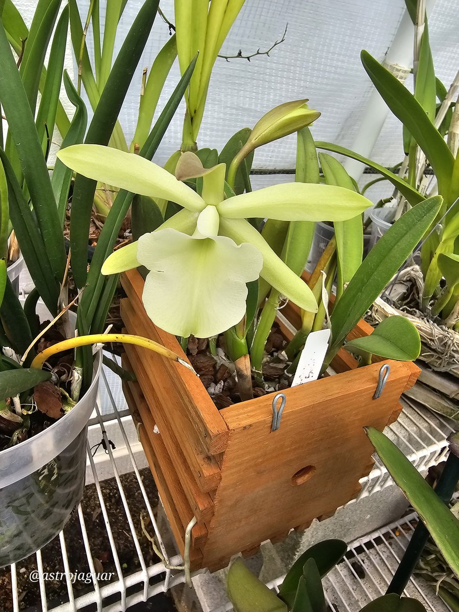 astrojaguar's tweet photo. When you Love
Brassavola glauca
You keep a Spare #Orchid 😆
#notahoarder
#mightbeahoarder
#ineedanintervention https://t.co/PRgBkBFJrs