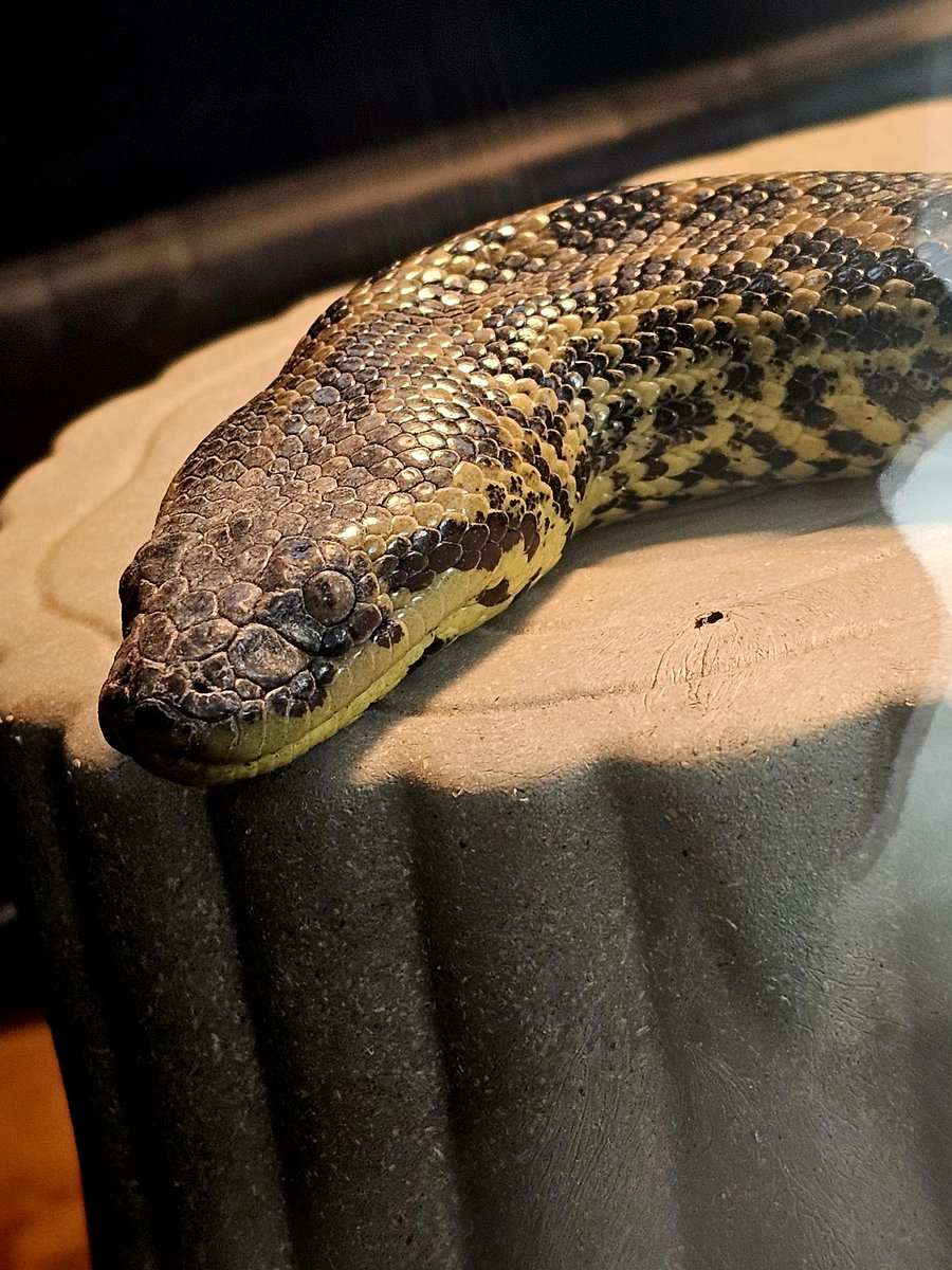 zoologyzonewv's tweet image. 🚀 Ready for an adventure at Zoology Zone? 🐊
Experience hands-on science and meet over 80 rescued animals! Your visit makes all the difference. 🌟
👉 Plan your trip today and join our mission! #VisitZoologyZone #CommunityMatters #ExploreScience