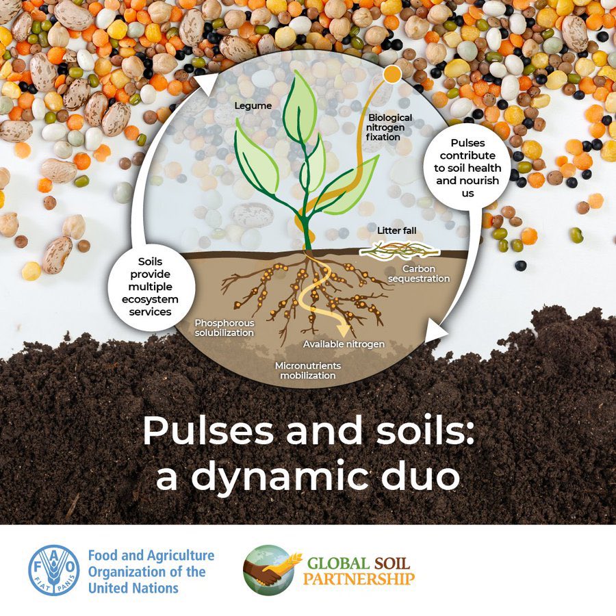FAOAfrica's tweet photo. Pulses are the dried edible seeds of legumes, and if you didn’t know already, they have the potential to transform our agrifood systems.

Pulses not only boost our food security and nutrition, but they also nourish our soils and benefit the environment.👇

#WorldPulsesDay https://t.co/iFrCvHYUvR