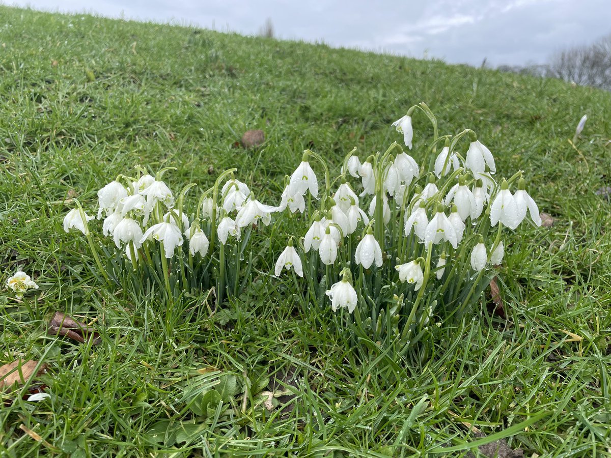 From a busy #Pontefract Park around mid-day - some lovely snowdrops starting to come thru’, the first of the crocus (a welcome food source for early🐝) and signs of daffodils starting to show 👀 #watchwhereyoutread 👣@Expwakefield @ponteraces @ponteparkrun