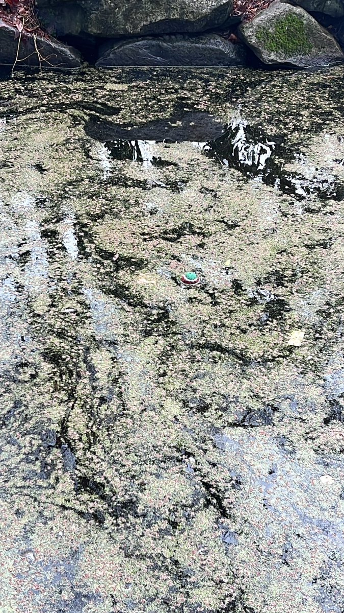 magnoliamonkey tweet media