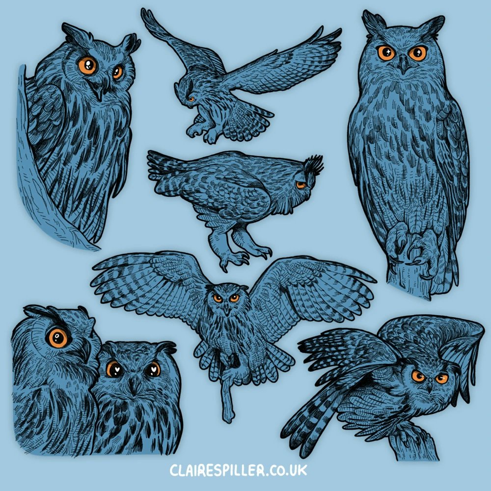 Happy Superb Owl Day 🦉🏈✨