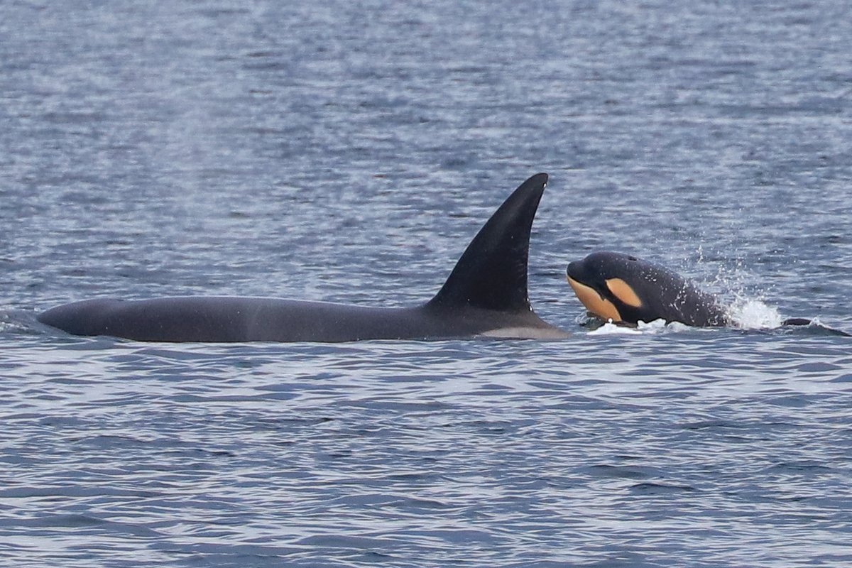 New Transient Baby! T100B3 , photographed from shore at the Southworth Ferry Dock yesterday afternoon <a href="/orcanetwork/">Orca Network</a> #babyorca #T100B3