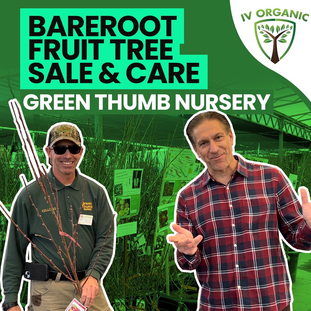 D.W.N. Bareroot Fruit Tree Sale &amp; Care Tips Green Thumb Nursery - Ventura. Click Video Link: youtu.be/xt3PStiM09M?si…
#IVOrganic #GreenThumbNursery #DaveWilsonNursery #BarerootTrees