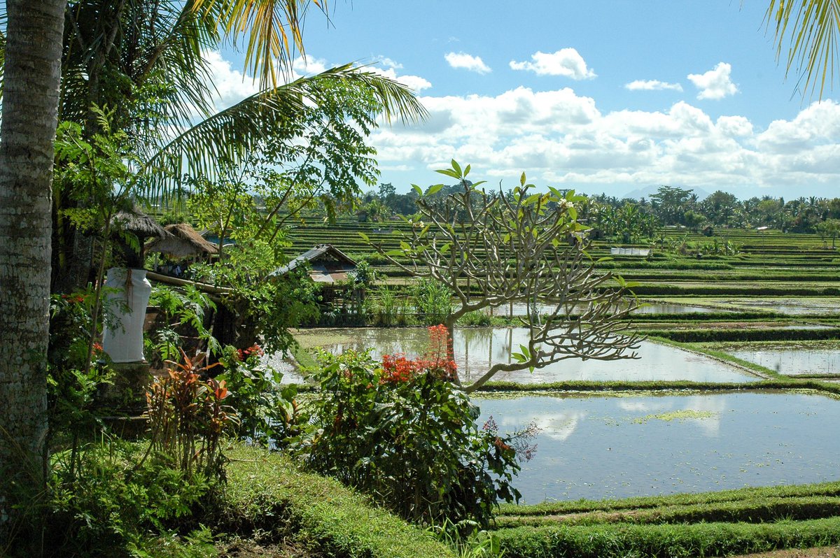 Step into the heart of Munduk's serene rice paddies alongside Putu, our cherished guide for your enchanting #bali walking adventure! villabossibali.com/en/blog/introd… #villabossibali #munduk