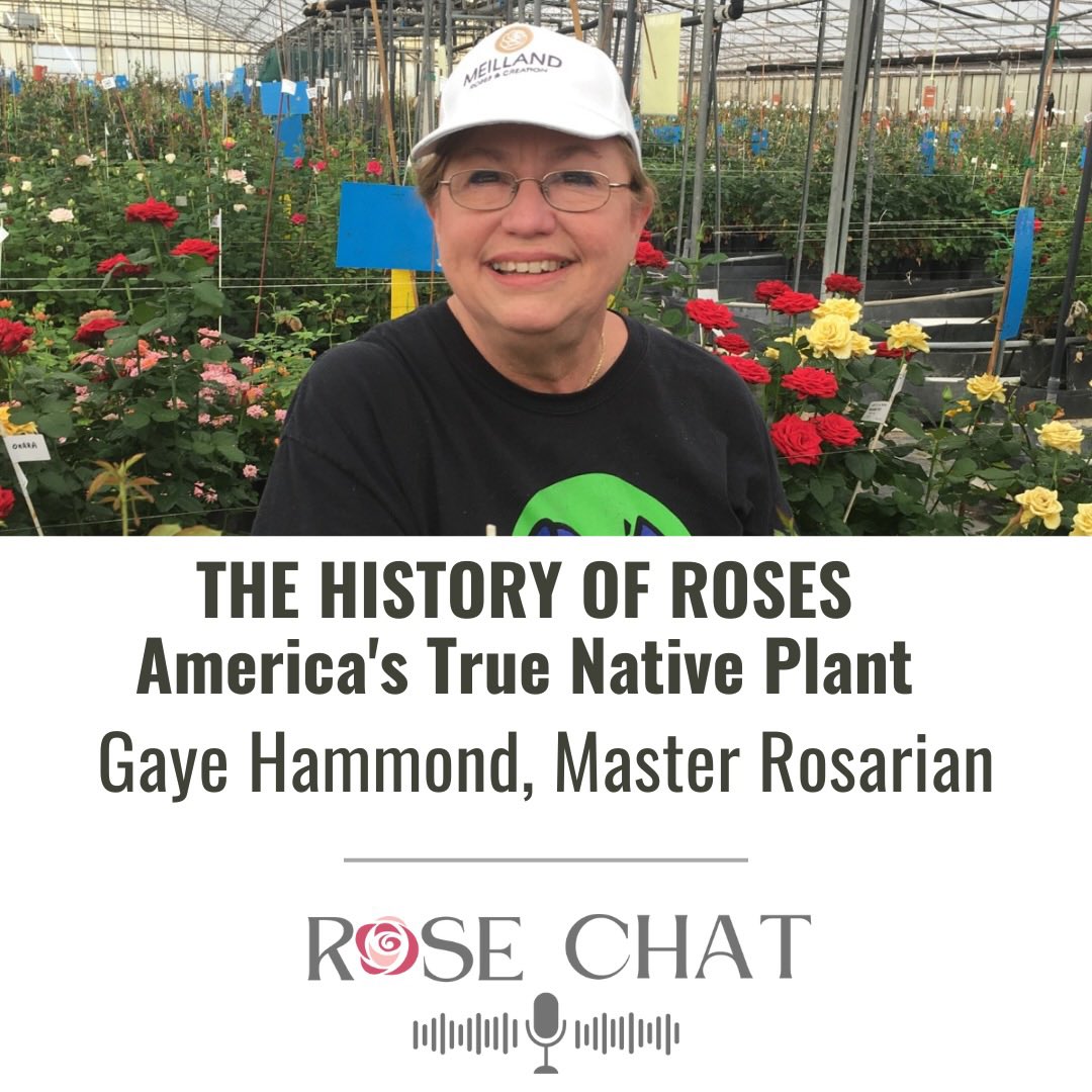 Season 13 Starts Now!
Rose Chat Podcast #rosechat #podcast #RoseDay #rosewednesday #roses #history 
rosechat.podbean.com/e/the-history-…