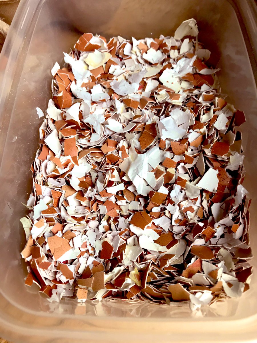 thatsyourplot's tweet image. You need to break a few eggshells to add grit and calcium to your compost #gardening #allotment