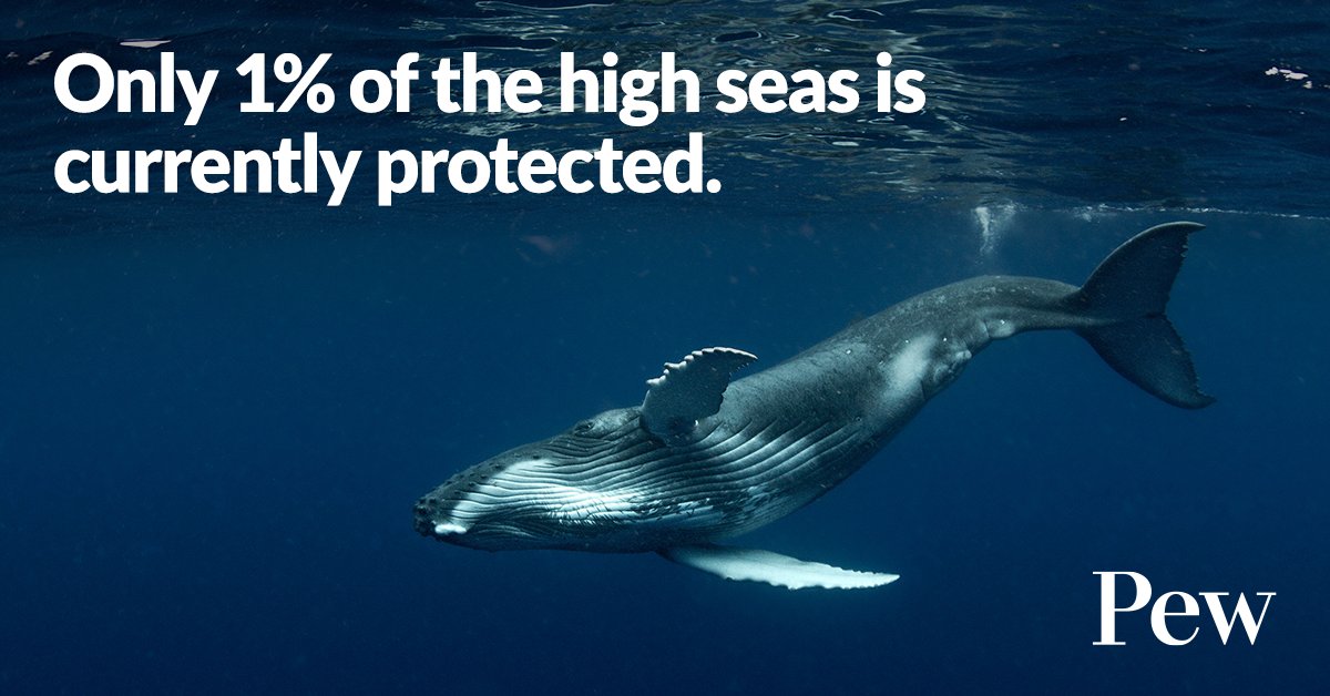 The high seas cover 2/3 of our planet, and are home to: 🐟Bountiful fisheries 🐋Migratory routes for animals like whales and sharks 🪸Remarkable ecosystems, like deep-sea corals Only 1% of the #HighSeas are currently protected—but what if it were more? pew.org/3w570EJ