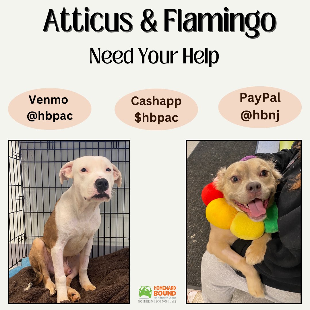 Both Atticus and Flamingo arrived at our shelter with broken limbs. We provided them with the necessary surgery to save their legs. The surgeries have cost approximately $8,000. 

To read their story and make a donation, please check out the link below. 

form-renderer-app.donorperfect.io/give/homeward-…