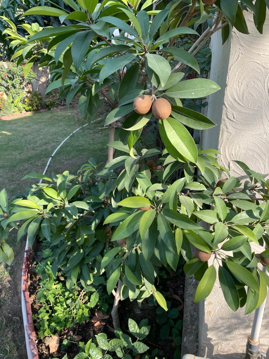 Sikan_zee's tweet photo. Growing rapidly yummy Yummy ๐๐๐
#Cheeko #Homegardening #Organic https://t.co/k4xdOtET1L