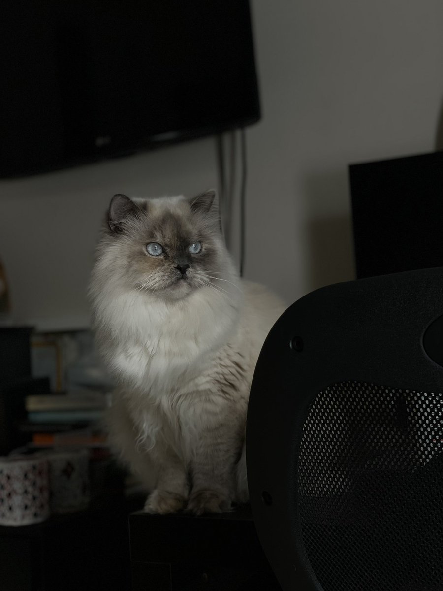 Papula.eth 🦋 tweet media