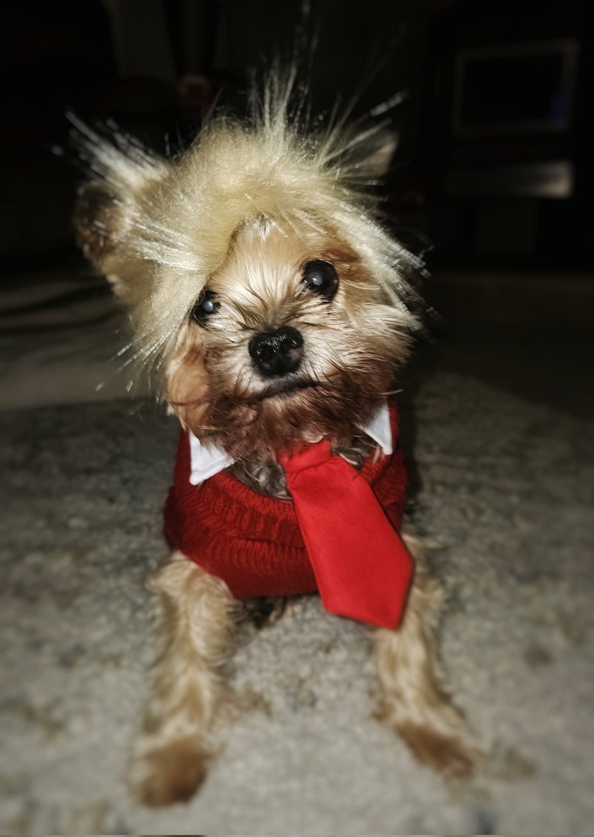 MagaMammers's tweet photo. @DanScavino #Dogs4Trump β€οΈ
#Trump2024 πΊπΈπ¦
https://t.co/xcsPhpZBg2
