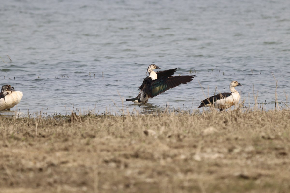 Anil5's tweet photo. It was my walk to in Sun in the #wetlands of #Bhopal, when I sited this iridescent green plumage shimmered under the sunlight, its distinctive "comb" crowning its head like a jewel - #Combduck, #migratory bird in the waters of Kaliasoot. #Birdwalk #daymade https://t.co/KWTkZVNVfV