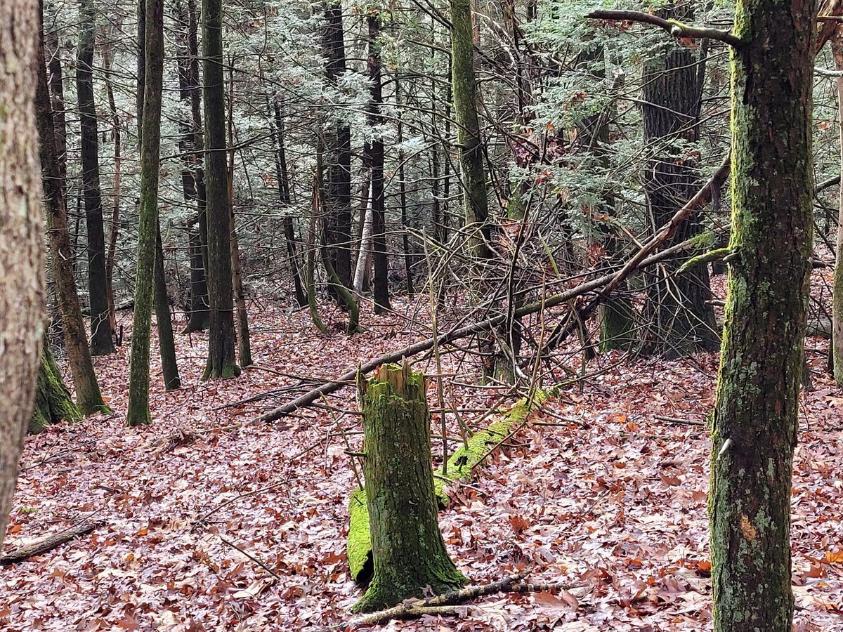 kd3mad's tweet photo. Another beautiful morning in Penn's Woods! Solid #POTA activation at K-8806. Nothing like owning property right next to a SGL! 62 QSOs.
#panicatthepark #hamradio #AmateurRadio https://t.co/CwWjBAZ2jW