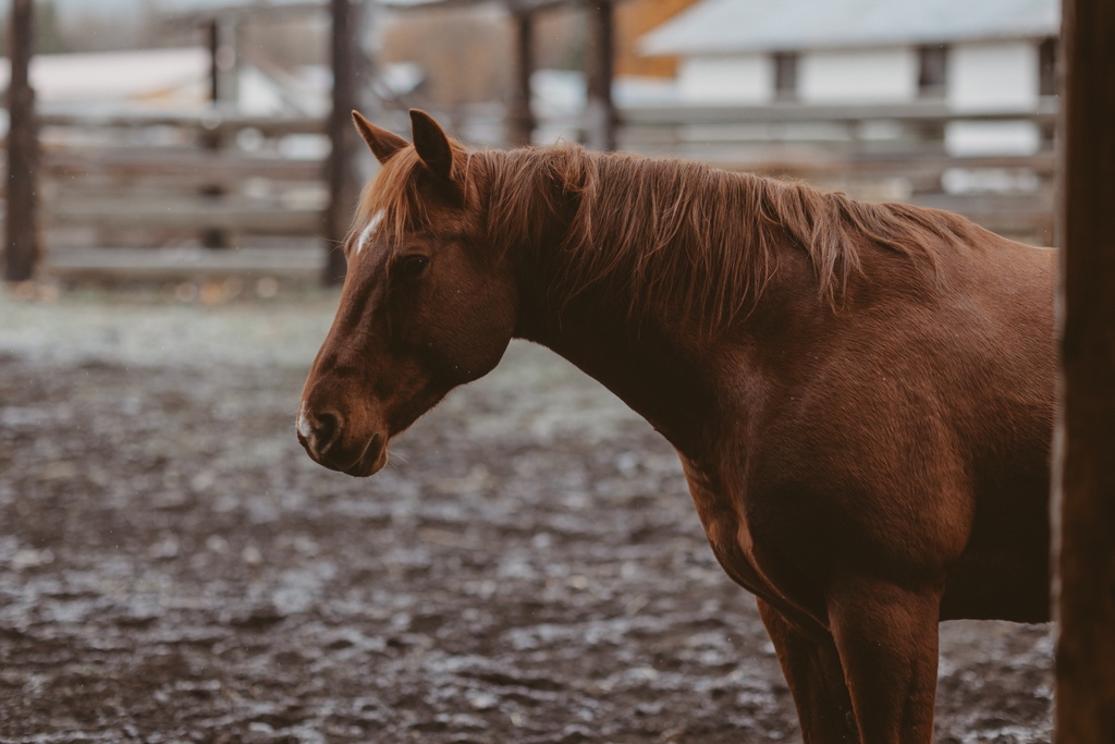Lammles's tweet image. “A good horse is never a bad color.” - Mark Rashid

Probably one of the most common colors of horse coats is the sorrel - sometimes seen as the Plain Jane of horse coats. Pictured here, sorrel is a reddish coat color in a horse lacking any black.

#LiveYourOwnWest
#HistoryClass