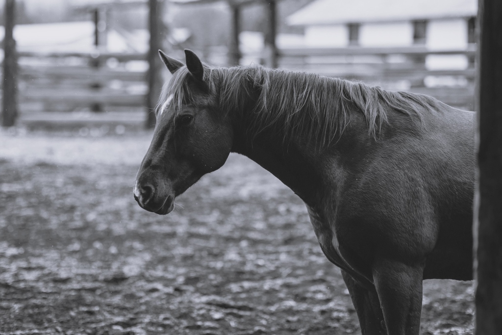 Lammles's tweet image. “A good horse is never a bad color.” - Mark Rashid

Probably one of the most common colors of horse coats is the sorrel - sometimes seen as the Plain Jane of horse coats. Pictured here, sorrel is a reddish coat color in a horse lacking any black.

#LiveYourOwnWest
#HistoryClass