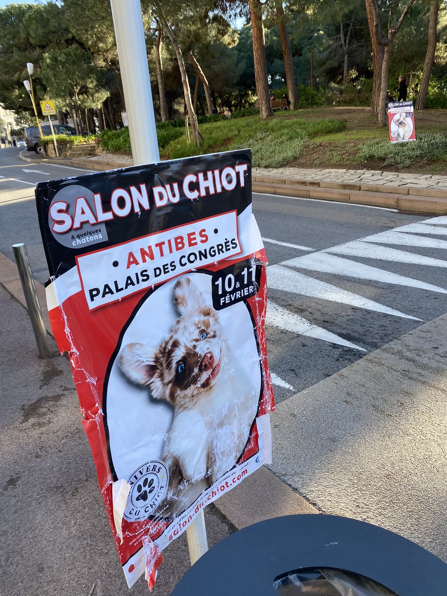 chadaureluc's tweet photo. 3 x 7500€ d’amendes pour affichage illégal sur la voie public
#eventscom pour le salon du chiot @antibes_jlp  on en parle ? Les refuges et associations sont en manque de moyens et ne refuseront pas 1€ pour sauver les animaux abandonnés à l’approche de l’été. #AdoptDontShop https://t.co/aj5uXpLWcF