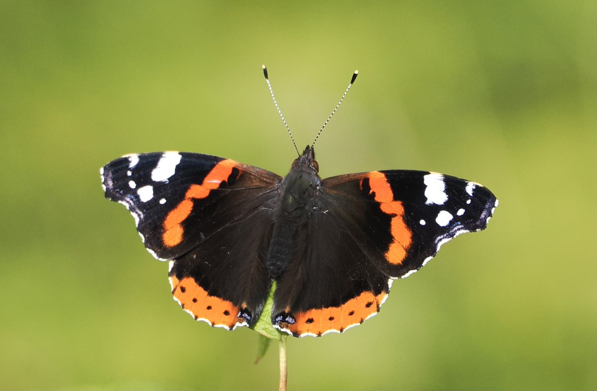 My first butterfly of 2024 is a Red Admiral. Too shy to be photographed so here is one from last July showing splendid colours. Taunton 11.2.24