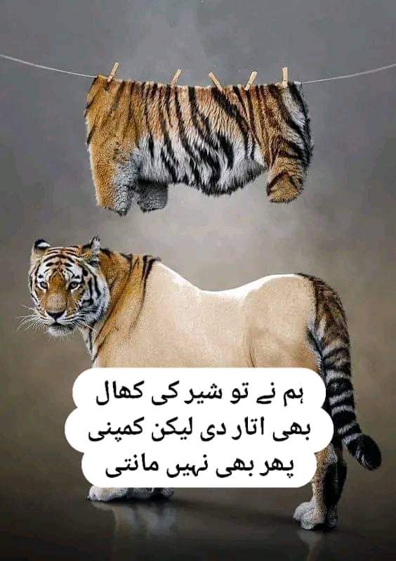 ImranBhatt61863's tweet photo. لائک کریں 💓 فالو کریں فالو بیک ملے گا 💯 https://t.co/rthqkHt758