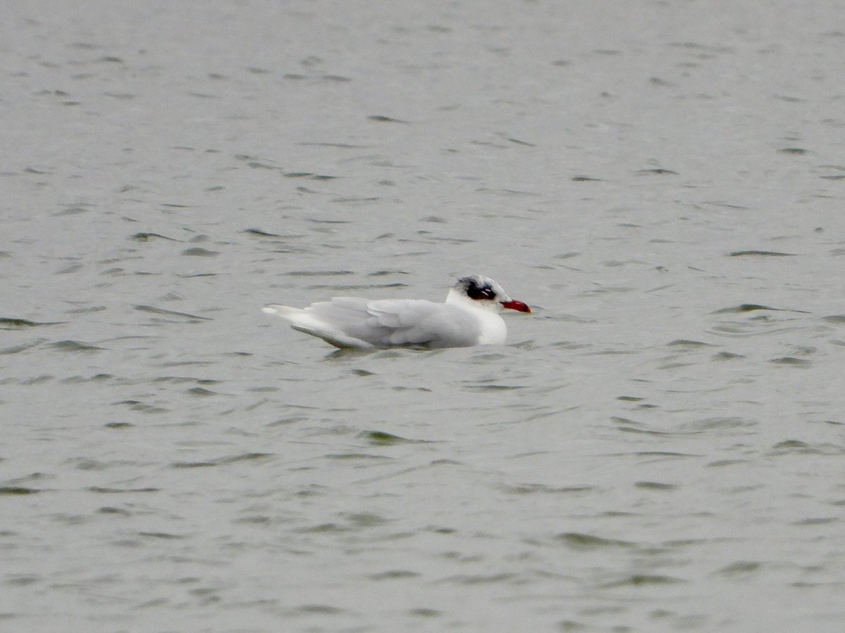 The adult Med Gull on Broggy Tip Lake at midday today, presume the Brogborough/Stewartby roost bird.