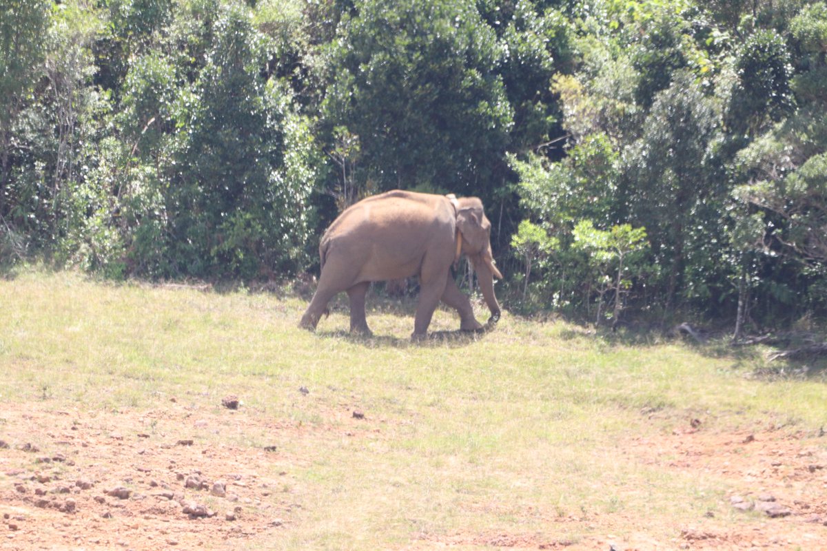 SgManjusha32875's tweet photo. Srilankan researchers found that no elephants will remain in translocated area and surely they will try to travel back to their habitat. But as per ur info, #Arikomban remains in upper kodayar area, where he had been translocated,  #WHY . https://t.co/iiD2XeAzuS