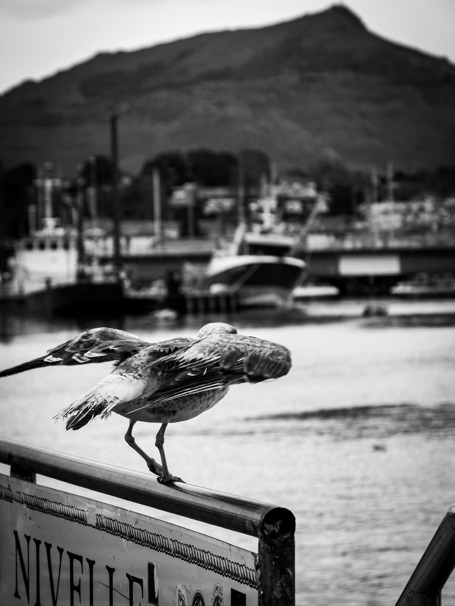 sandradimbour's tweet photo. #bonjour
#ready to #fly 🙂 #saintjeandeluz #paysbasque #nouvelleaquitaine #sudouest #france
#lumix #lightroommobile
#bird #seagull #rhune #harbour #shotbyme #shotonlumix #reponsesphoto #so_photo #sudouest_focus_on #sudouest_photographie #street #streetphotography https://t.co/LDuxntoQpU