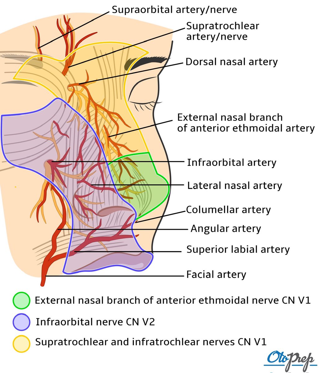 OtoPrep's tweet photo. 🌟 Dive into facial anatomy with #OtoPrep for ENT mastery! Mastering arteries & nerves is crucial for rhinoplasty & reconstructions. How do they impact your exams & surgeries? Share your insights! 💡 #ENTprep #SurgicalAnatomy #Rhinoplasty #MedEd #FutureSurgeons #MedicalEducation https://t.co/QqlBCrmDTk