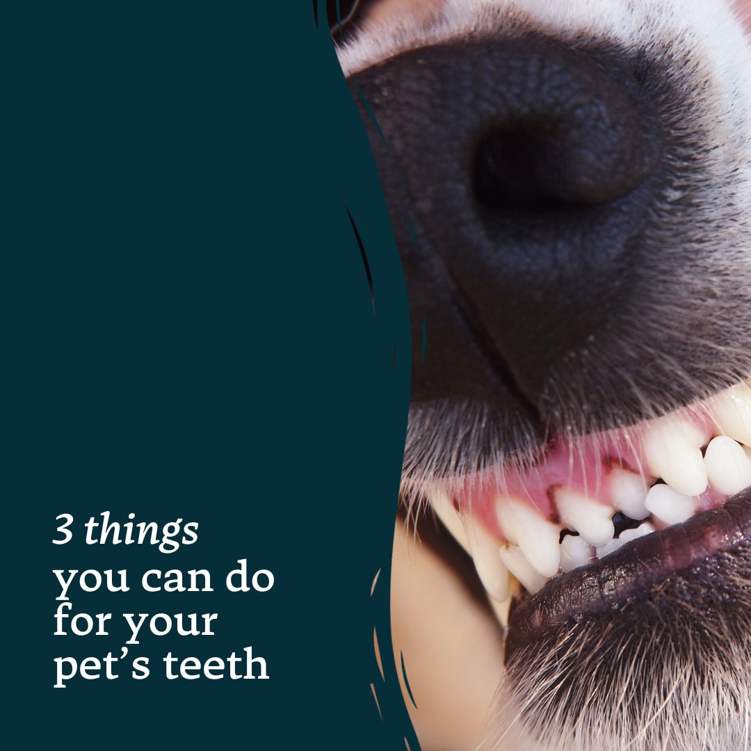 🥩 Feed raw - the enzymes help with oral health
⏰ Check regularly - so you can spot problems before they start
🦷 Give them long-lasting chews which are good for their teeth

#PetDentalHealthMonth #PoweredByBellaAndDuke