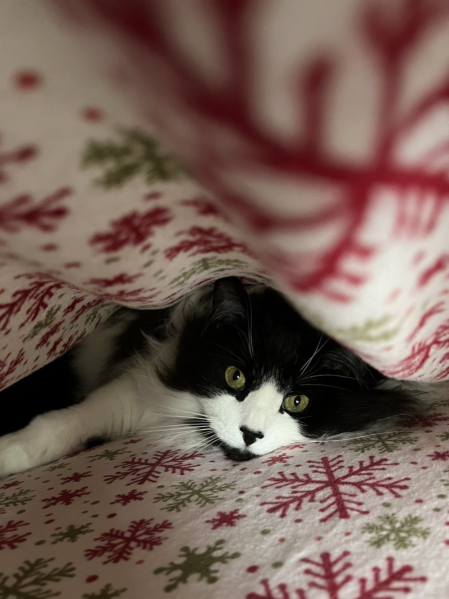 MUM MUM MUM!!! I saves you moneys by being a fabric softener 😹😹😹 #Hedgewatch Duvet Shift laundry detail. #SundayFunday #SundayMorning #Cat