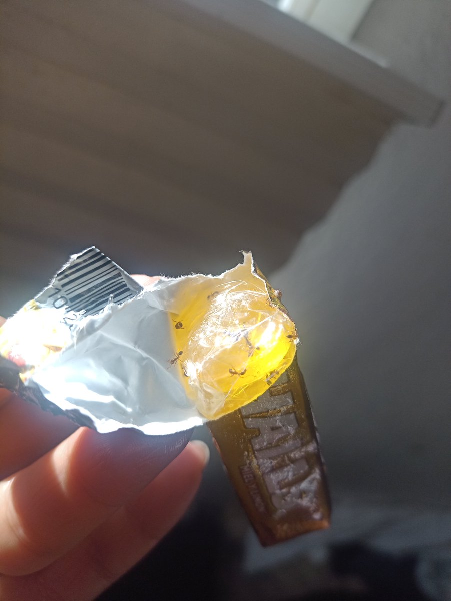 Quiero reportar <a href="/HallsMx/">Halls México</a>  que venían HORMIGAS ROJAS dentro del empaque de celofán de las halls miel. 🤮🤮🤮🤮🤮🤮🤮🤮🤮🐜🐜🐜🐜🐜