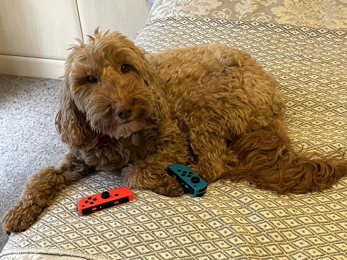 Oh dear, Bailey is trying to have a go on my @NintendoUK switch #SundayFunday