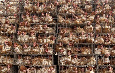 1+1/2 billion chicken wings being consumed today by humans watching a game. 😰 These birds never even saw the Earth. 💔 

#EndAnimalCruelty We are not entitled. #BeVegan to end the suffering and killings of innocent, sentient lives.