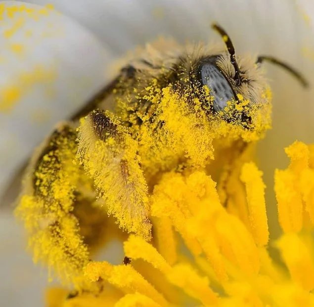 horse dentist tweet media