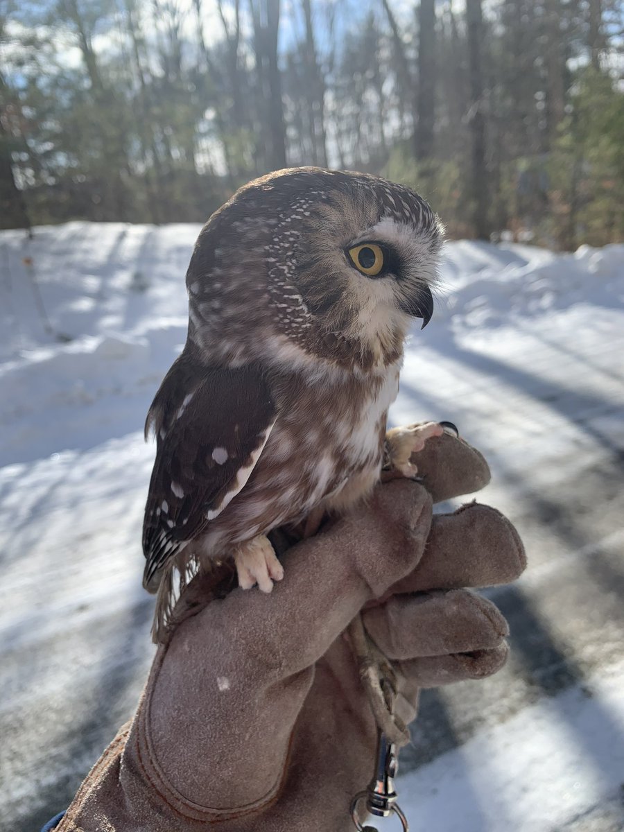 TheAngryOlogist's tweet photo. Happy Superb Owl Day to those who celebrate! Which is your favorite? https://t.co/efbTqFloOD