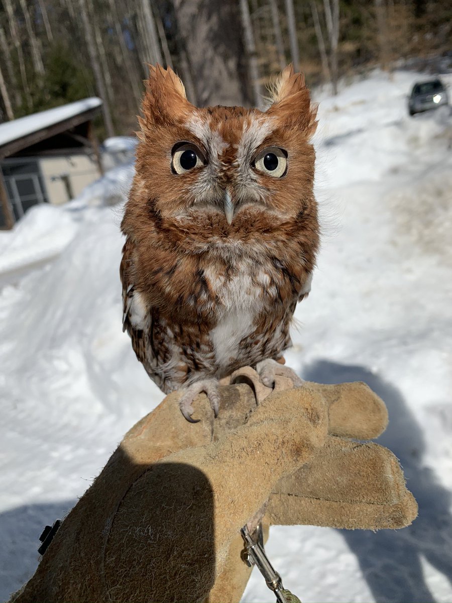 TheAngryOlogist's tweet photo. Happy Superb Owl Day to those who celebrate! Which is your favorite? https://t.co/efbTqFloOD