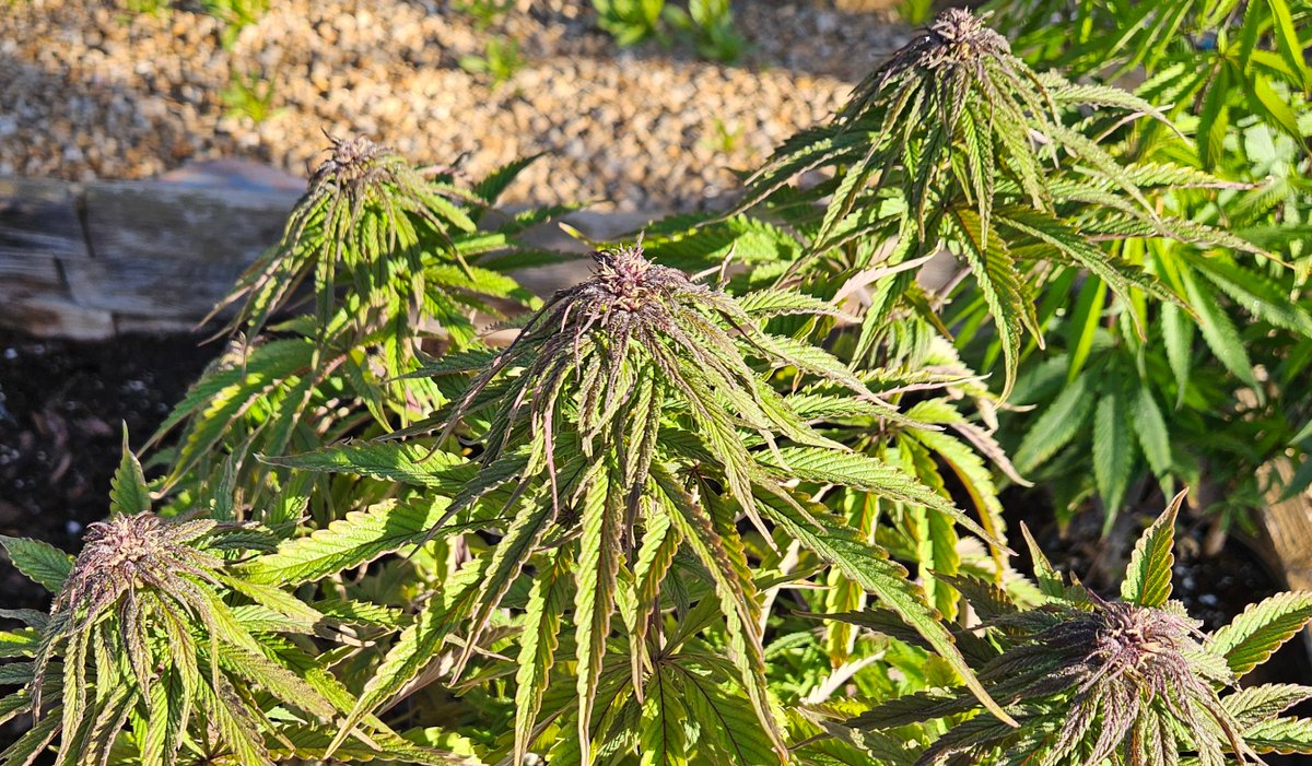 420 Farming tweet media