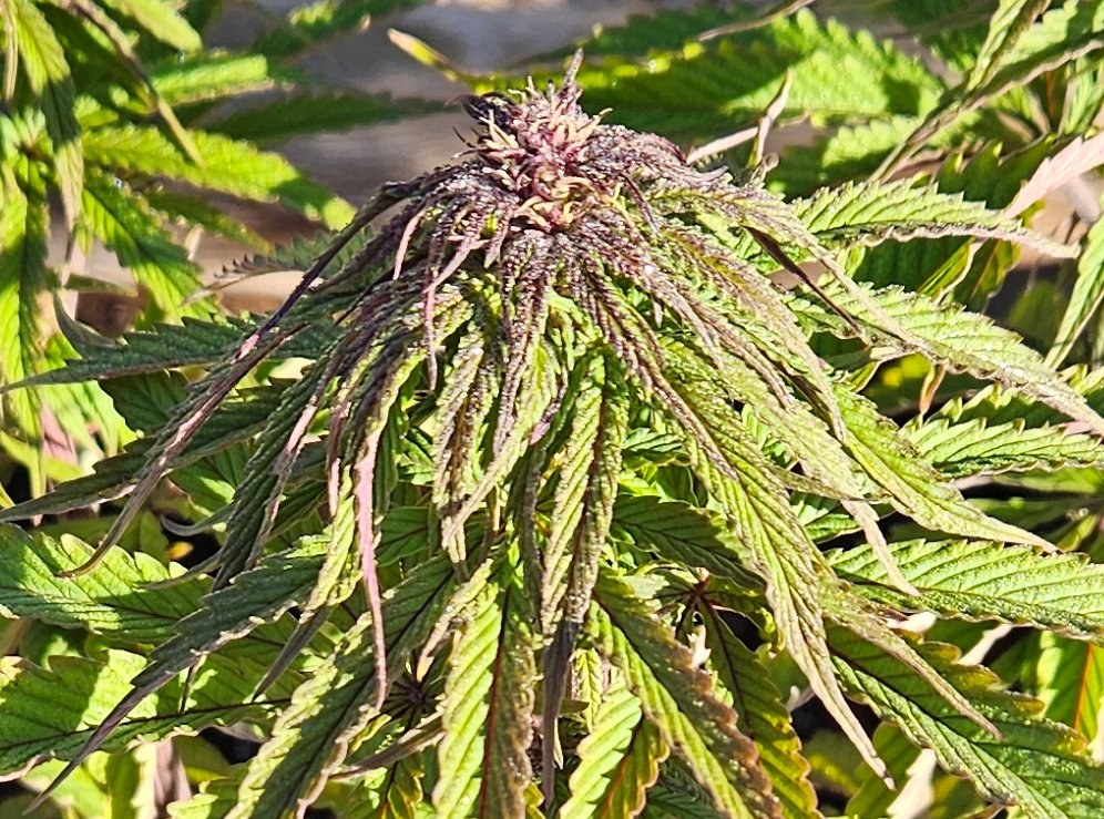 420 Farming tweet media