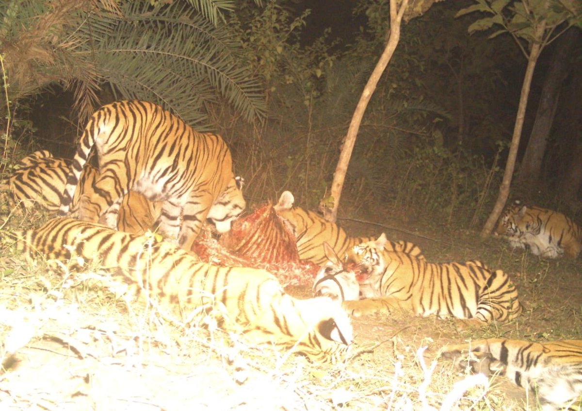 That's truly remarkable! Tigresses are incredibly dedicated mothers, and raising six cubs in the wilderness of India is quite an accomplishment. It demonstrates her strength, resilience, and nurturing abilities. Tigresses play a vital role in maintaining the balance of their