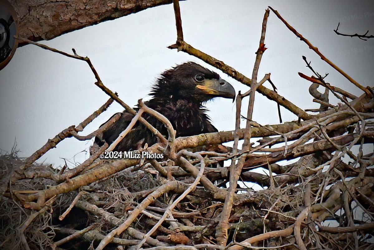 SWFL Eagle Cam tweet media