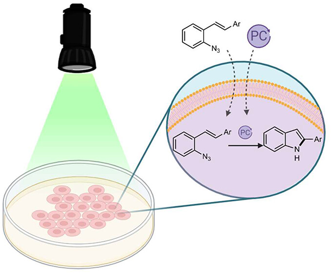 Open access from this week's issue: 'Intracellular Synthesis of Indoles Enabled by Visible-Light Photocatalysis' from @MetBioCat Read the full article here ➡️ go.acs.org/80k
