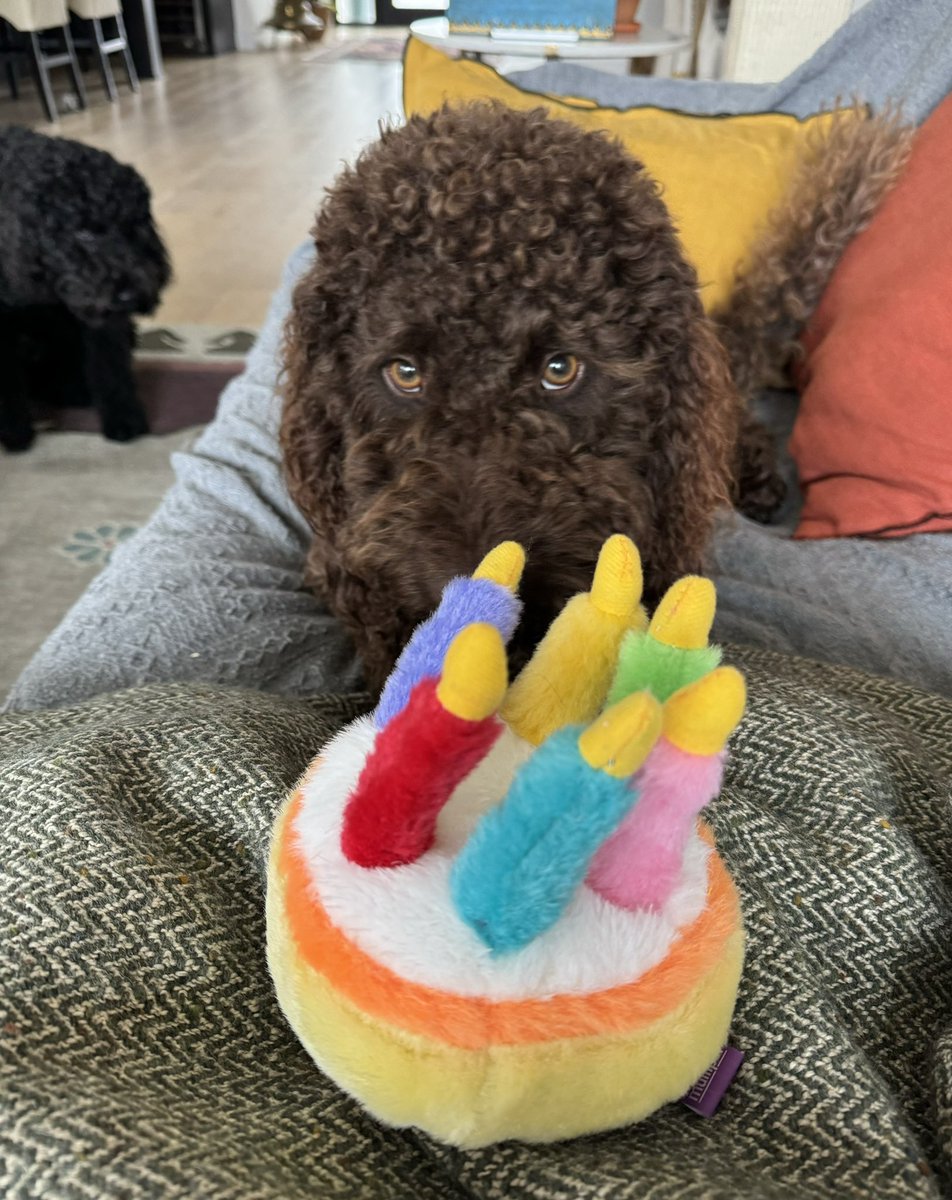 Two years old. 💙 (And that’s Emma in the background, stealth stalking the cake.)