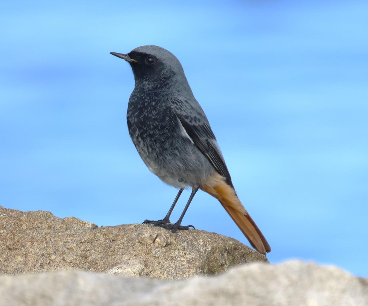 Portland Osprey Quay this morning with this super male Black Redstart