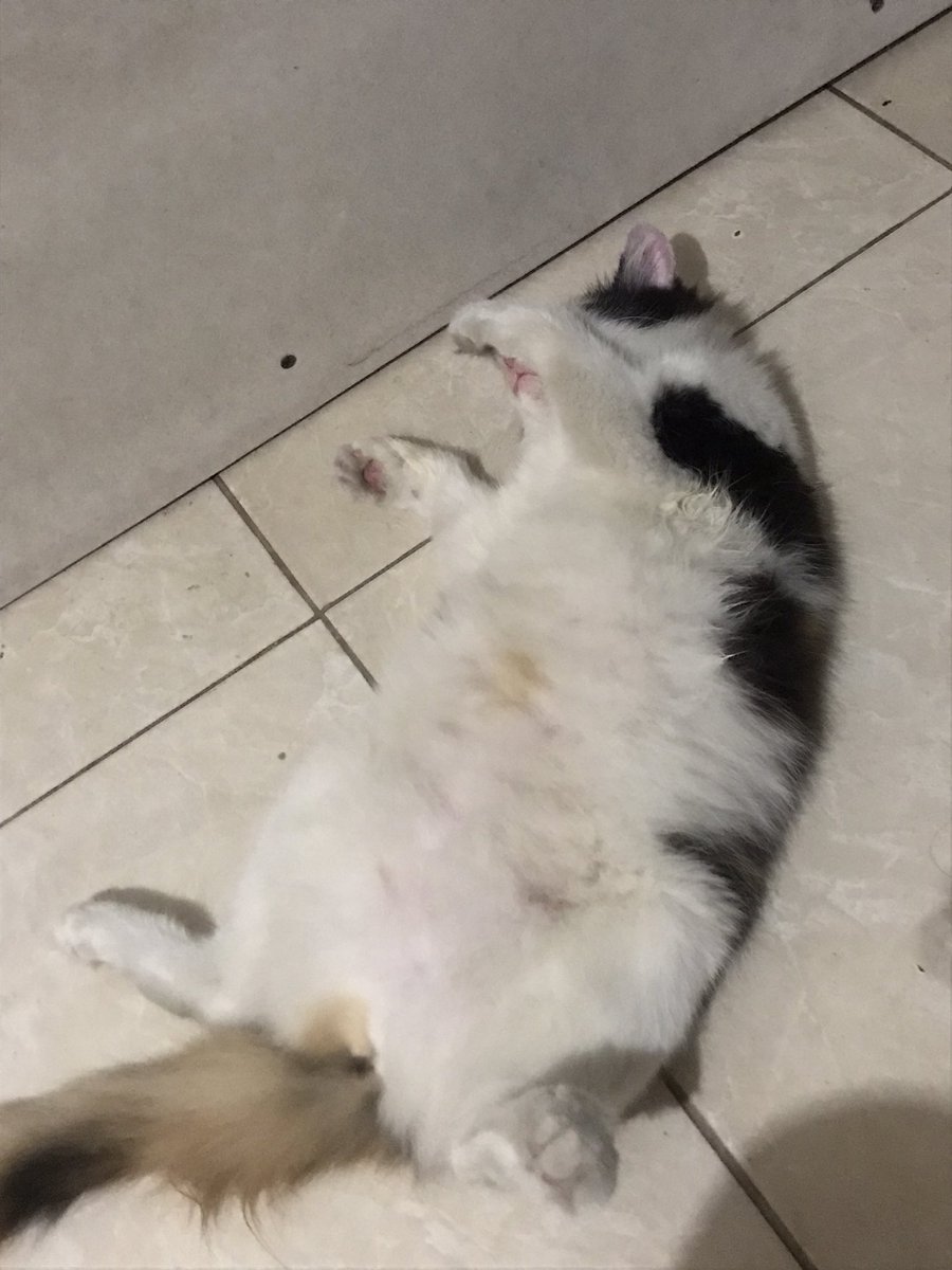 udah unofficial S.I. Kom 🤩 tweet media