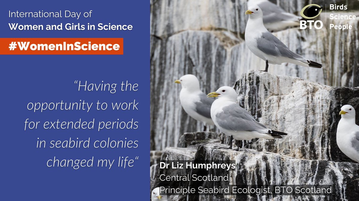 BTO Principle Seabird Ecologist, and lover of Kittiwakes, Dr Liz Humphreys values her fieldwork experiences in seabird colonies in Scotland, despite the smell! “It’s such a visual spectacle with their lives being played out noisily right in front of you' #WomenInScience