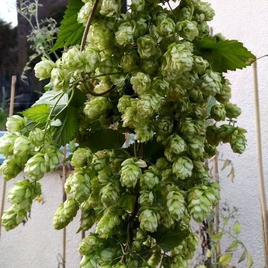 We have had quite a few new members ordering hop plants but we'd still like some more. Anyone who fancies growing hops for @trackbrewco  to turn into green hopped beers please get in touch!