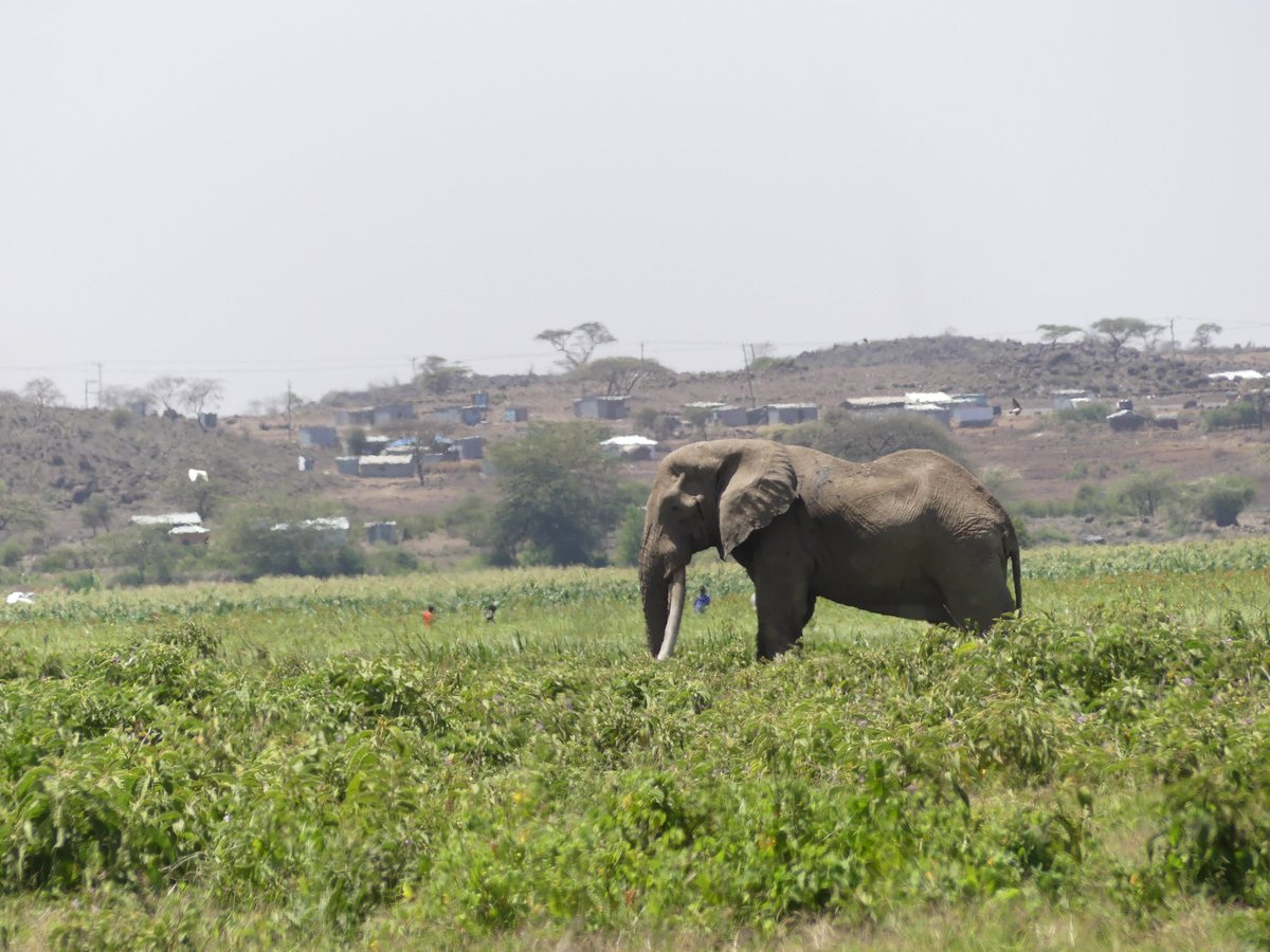 #Kimana #HumanWildlife #tembeakenya #tomatofarming