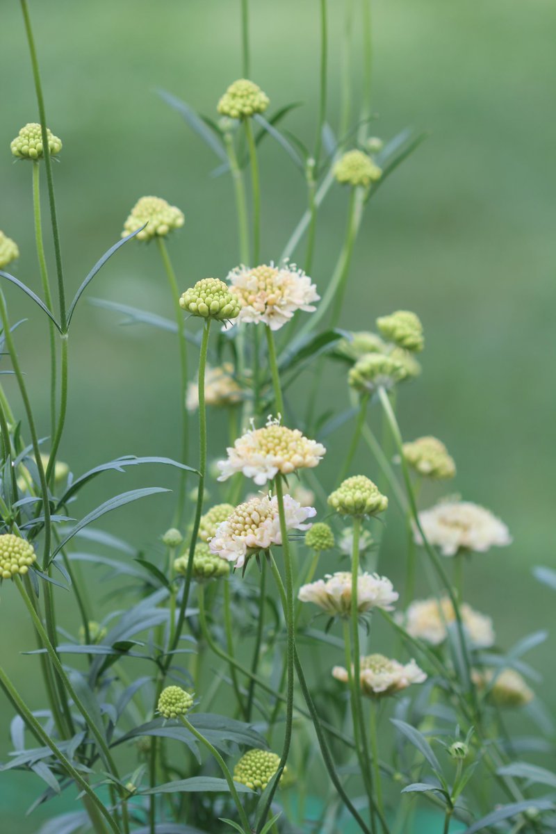 Scabiosa atropurpurea ‘Fata Morgana’ for this weeks #YellowSunday. I’ll grow them this year as well.