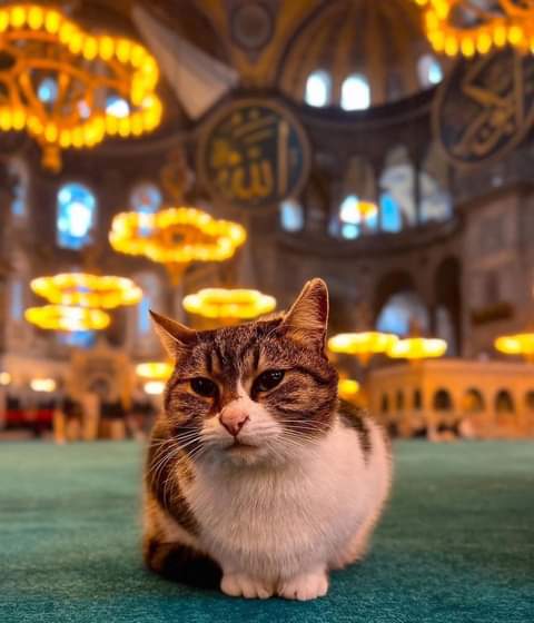 GaradAdem's tweet photo. إن الهر من متاع البيت لن يقذر شيئاً ولن ينجسه ❤️ https://t.co/7sUAOROuoD