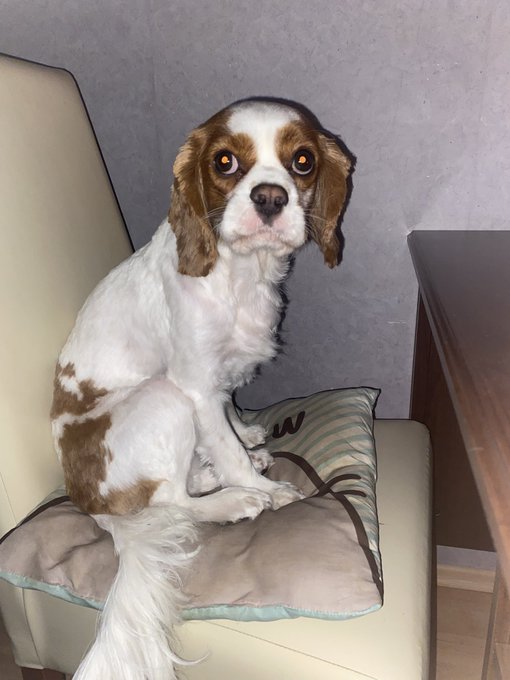 😂😂😂damn i love him so much🙈❤️ https://t.co/S4gJq2X1tB